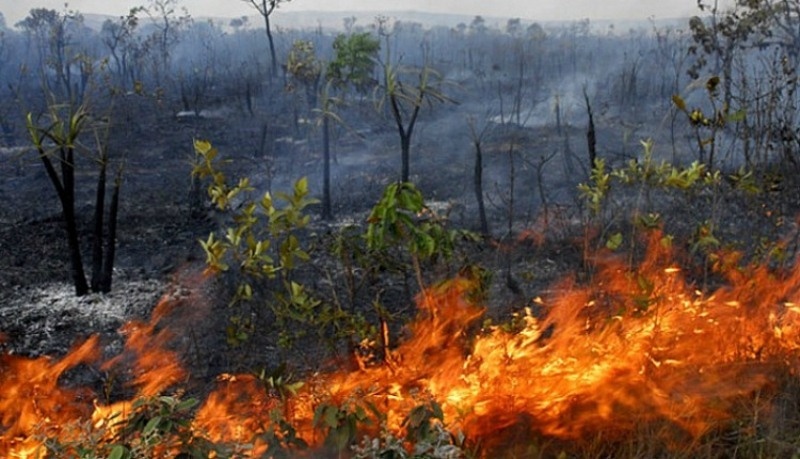 Órgãos deflagram operação ‘Abafa Amazônia’ em municípios de MT