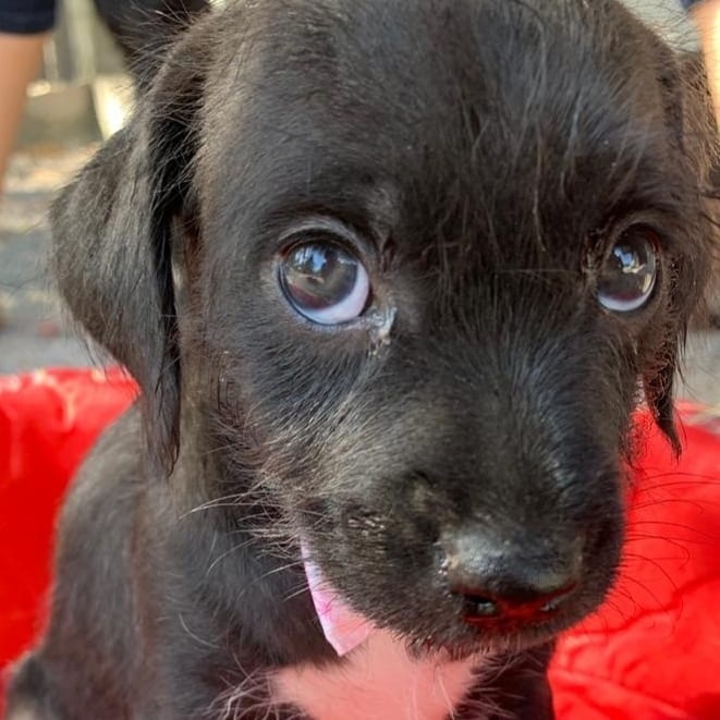 País tem 3,9 milhões de animais em condição de vulnerabilidade