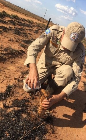 Bombeiro que deu água a tatu diz que foto viral foi tirada de contexto