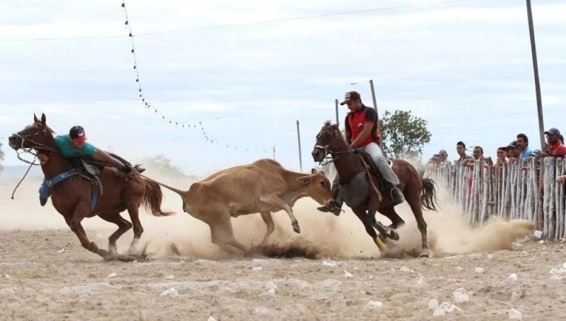Lei transforma rodeios e vaquejadas em patrimônio cultural de Sinop