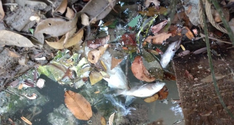 Peixes morrem no córrego que recebe resíduos da usina de etanol