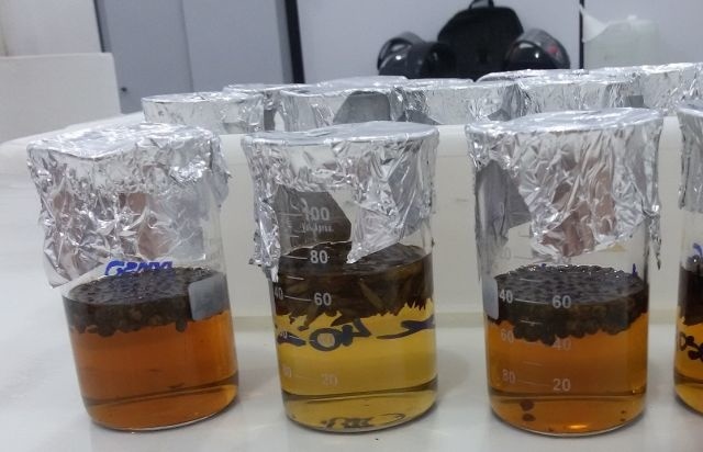 Pesquisadores desenvolvem protocolos de preservação de sementes de árvores do Pantanal