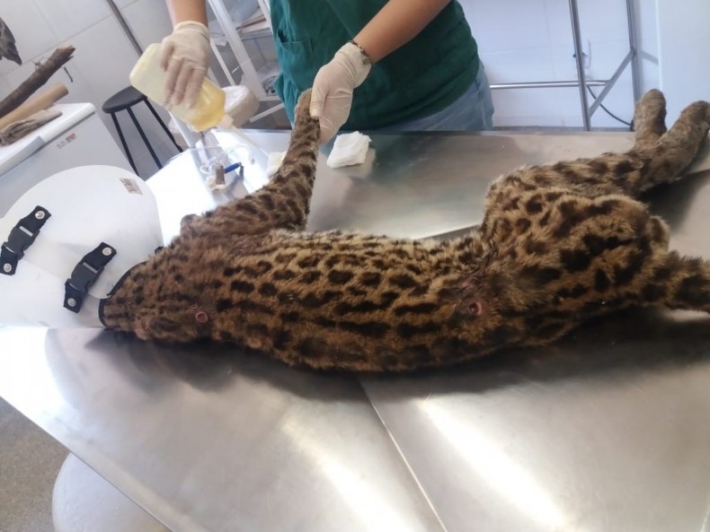Jaguatirica resgatada com marcas de tiro morre em hospital da UFMT