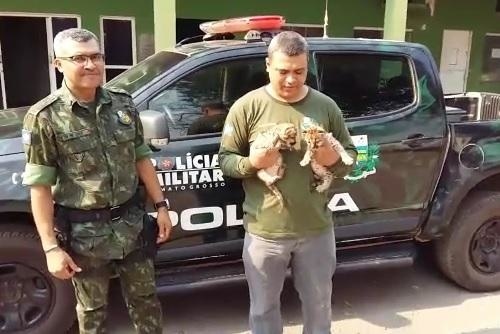 Filhotes de onça resgatados por moradores