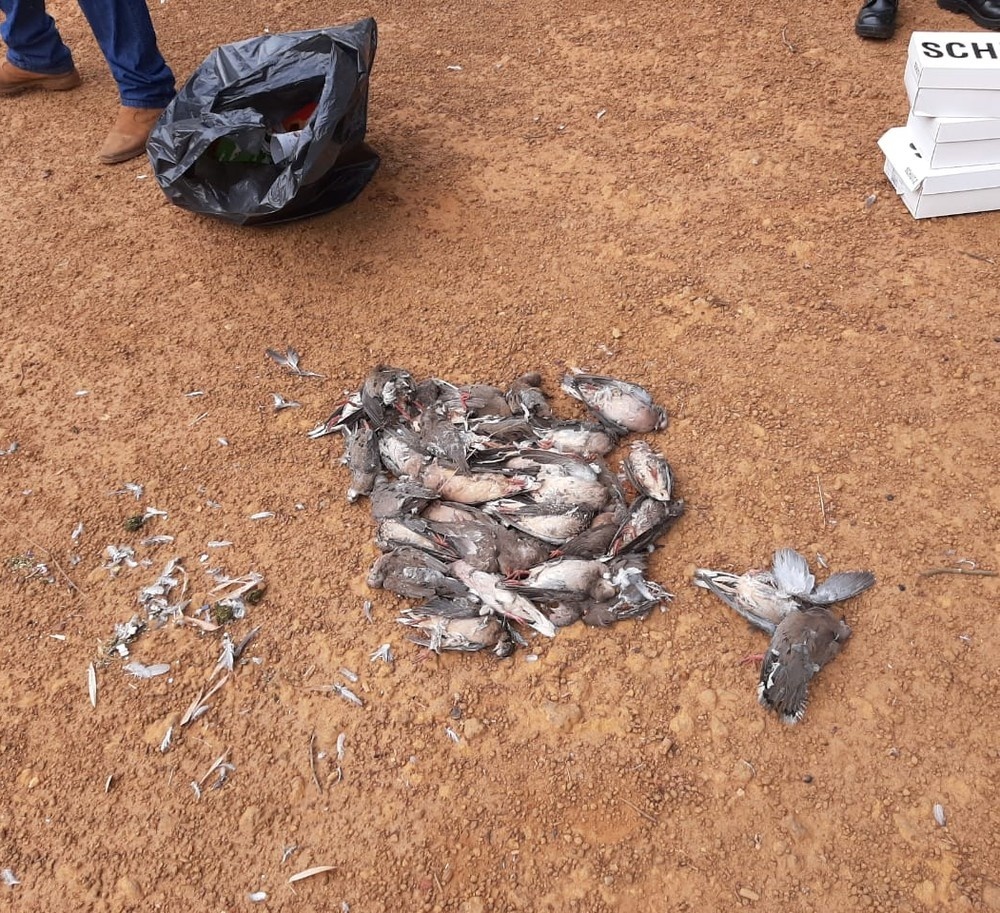 Centenas de pombos são encontrados mortos em pátio de unidade da Apae