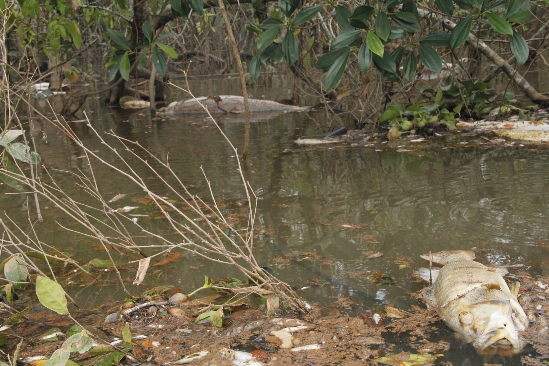 Usina vai pagar R$ 4 milhões para compensar a morte dos peixes