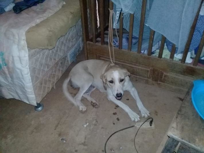 Homem é preso por zoofilia e maus-tratos contra cadela