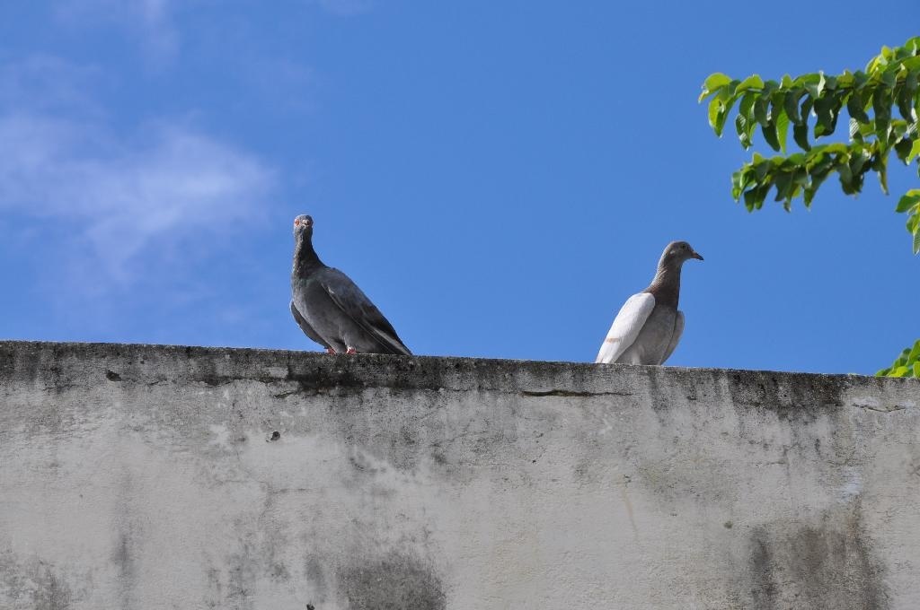 Pombos são animais perigosos?