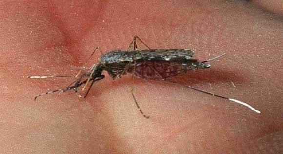 SES divulga alerta para diagnóstico de malária
