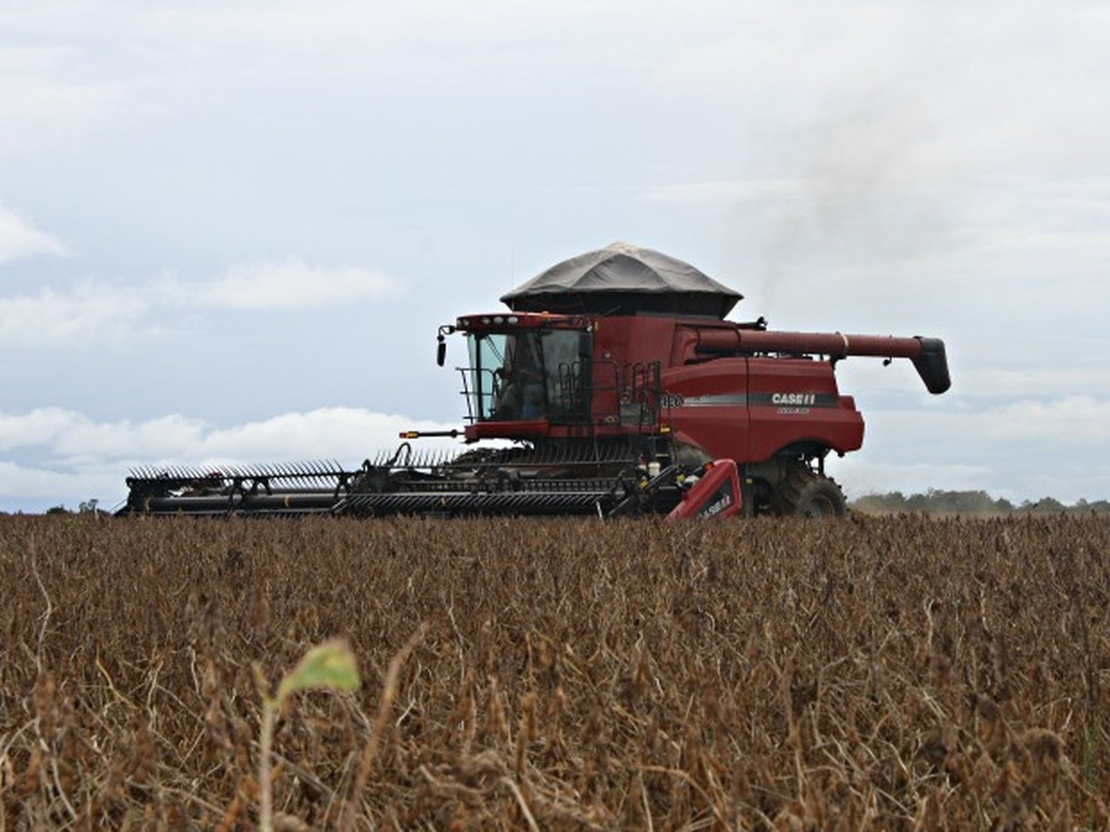 Produção de soja em MT aumenta mais de 250% em 20 anos