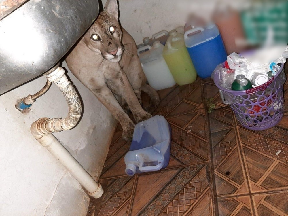 'Pensei que fosse um cachorro', diz moradora que teve casa invadida por onça