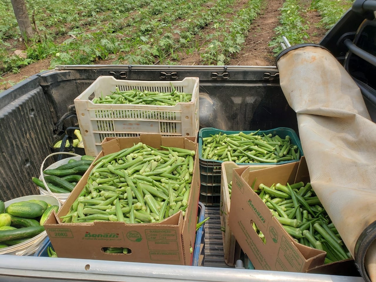 Mais de 104 mil famílias vivem da agricultura familiar no MT