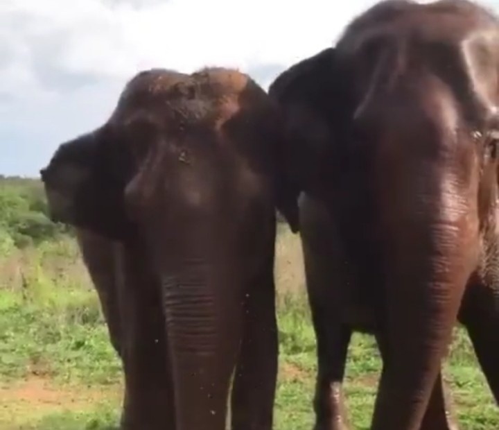 Nova moradora, Ramba interage com outras elefantas do Santuário em MT