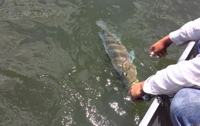 Mato Grosso deve proibir pesca ainda este ano