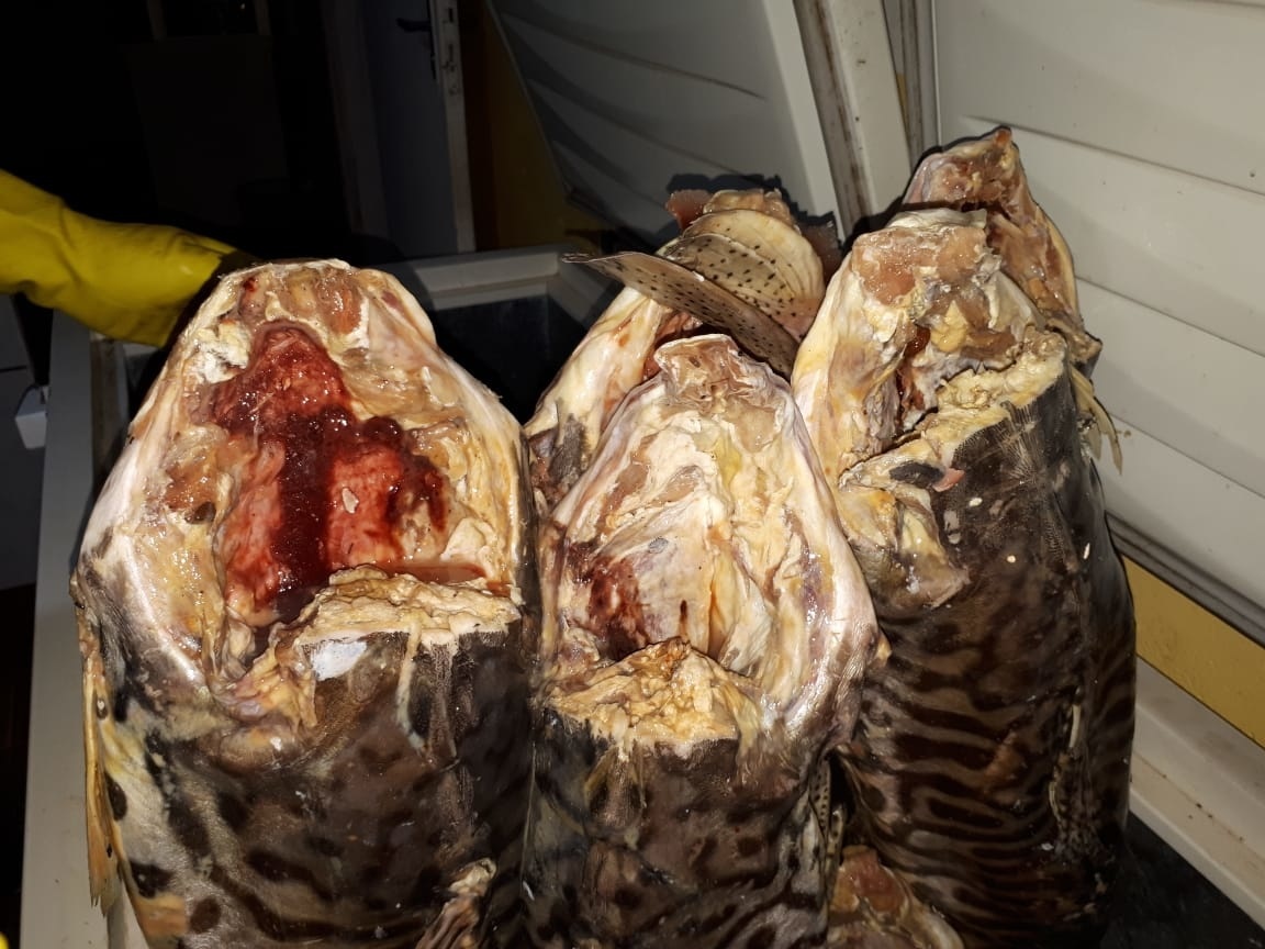 Sema apreende 629,5 kg de pescado impróprio para consumo