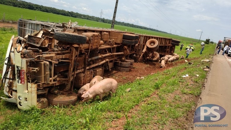 Carreta e bitrem carregado com suínos se chocam na BR-163