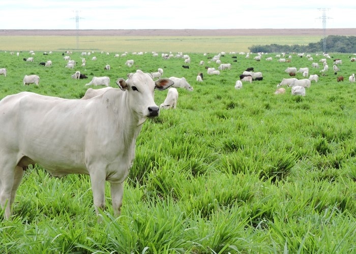 Sistema da Embrapa “economizaria” 2,5 milhões de hectares