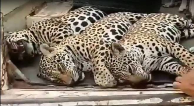 Polícia identifica propriedade onde onças-pintadas foram abatidas