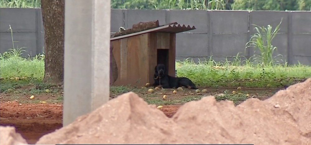Cão será monitorado após ataque e morte de criança de 1 ano e pode ser doado