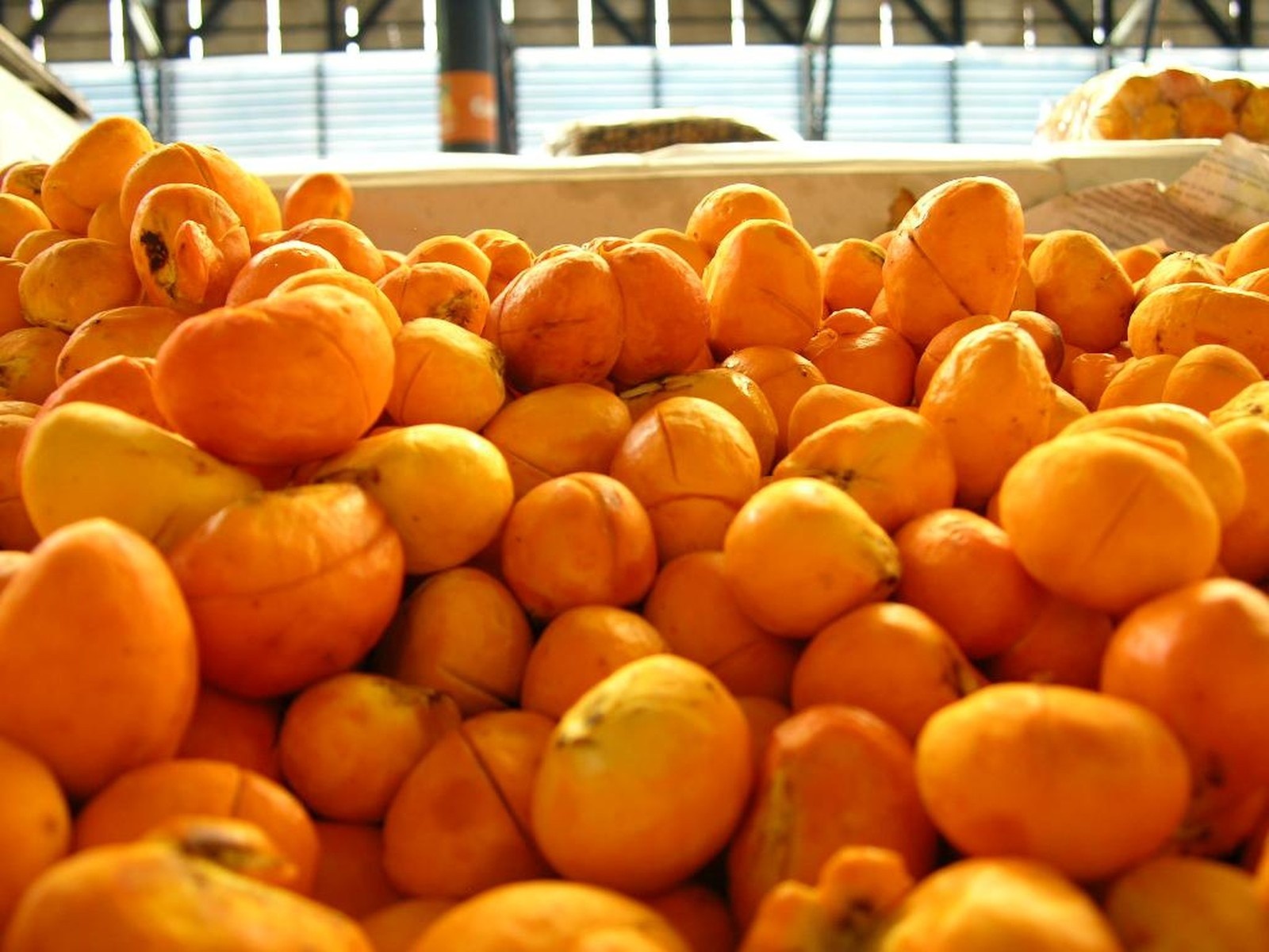 Queimadas fazem a produção de pequi cair cerca de 50%