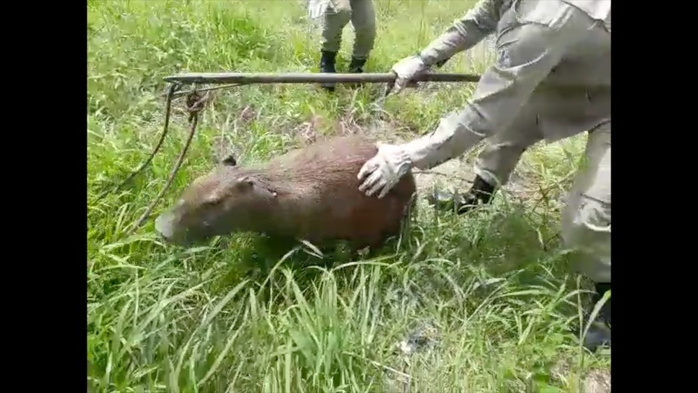 Bombeiros fazem resgate de capivara em Sinop