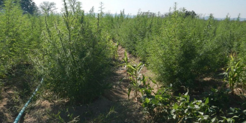 Projeto de lei quer regulamentar uso da maconha em Mato Grosso