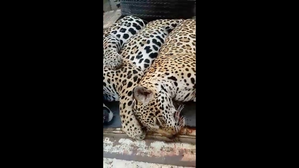 Suspeito de matar 3 onças-pintadas se apresenta à polícia