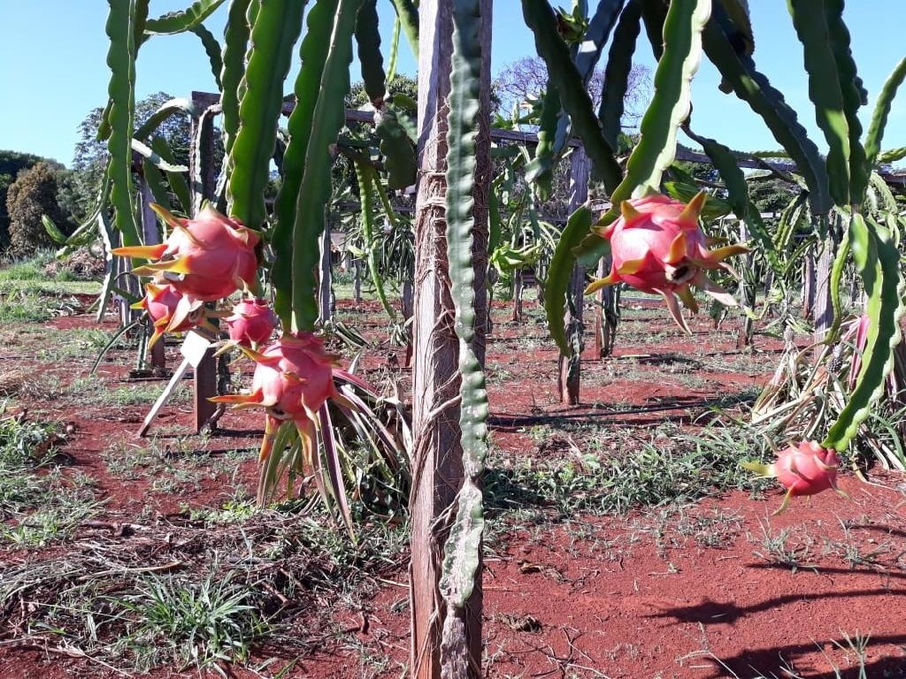 Pitaya é a nova aposta para agricultura familiar