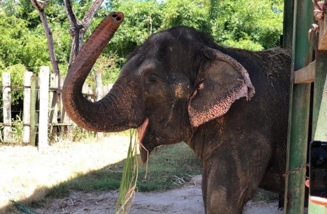 Lady chega ao Santuário de Elefantes após longa viagem