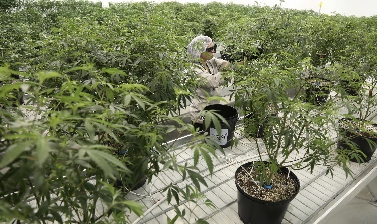 Anvisa libera registro e comercialização de maconha em farmácias no Brasil