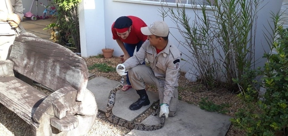Cobra é encontrada debaixo de varal em residência de Sinop