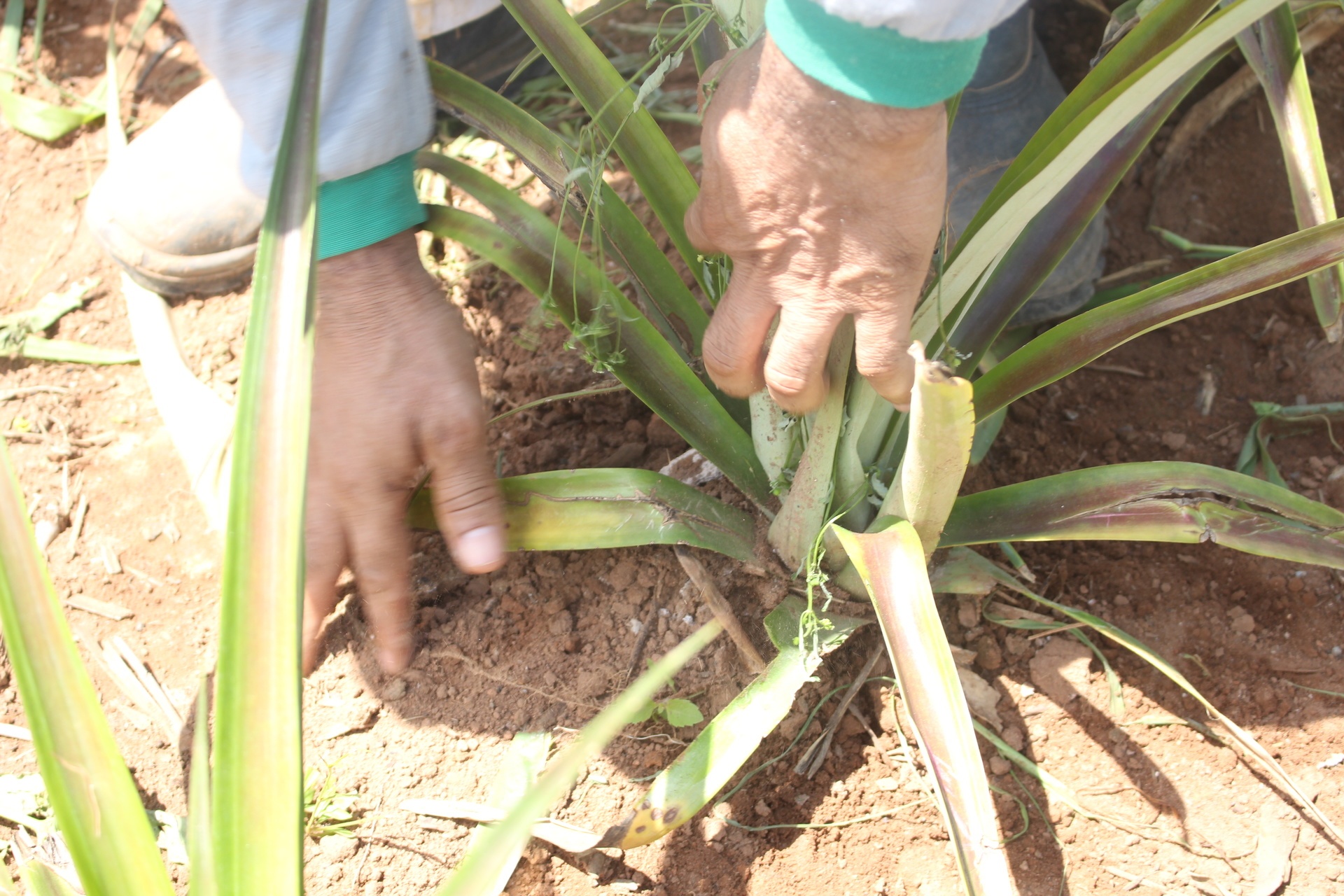Reeducandos participam de projeto em Sinop