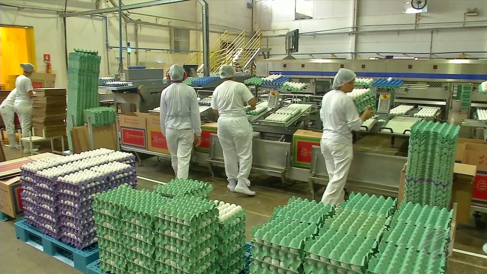 Consumo de ovos aumenta e granjas passam por ampliações