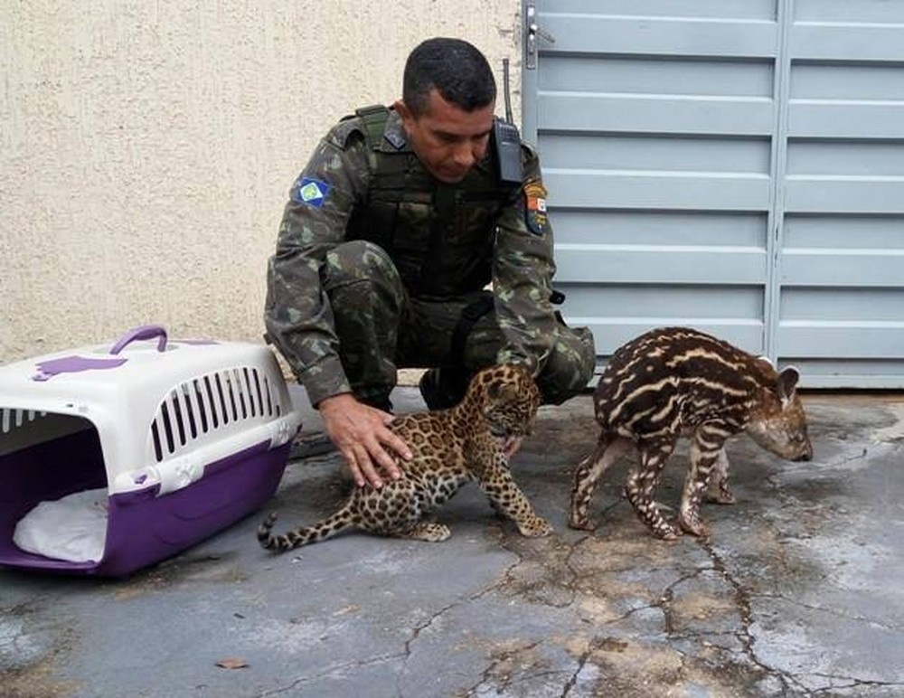 Quase mil animais silvestres são resgatados em MT