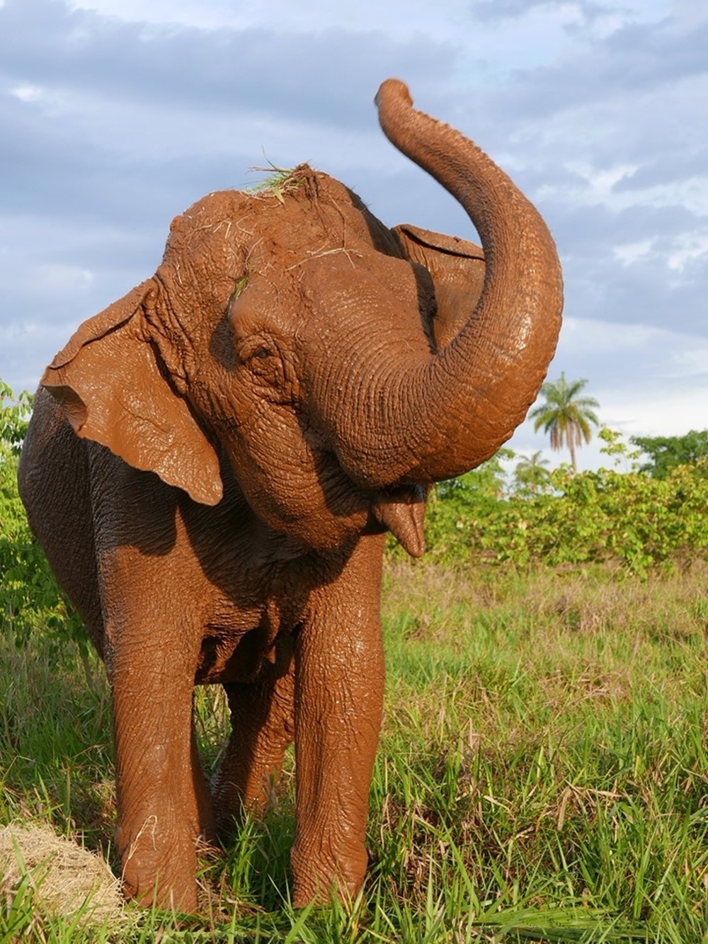 Ramba morre após dois meses vivendo no Santuário dos Elefantes em MT