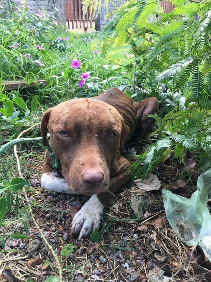 Lotada, Apams deixa de recolher animais abandonados