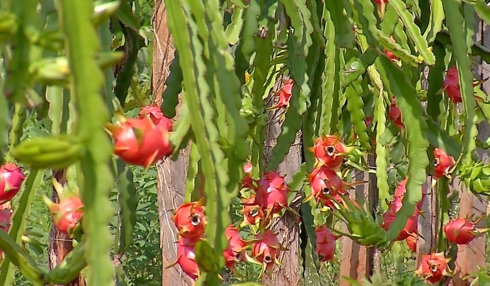 Fruta exótica do México é cultivada de forma experimental em MT