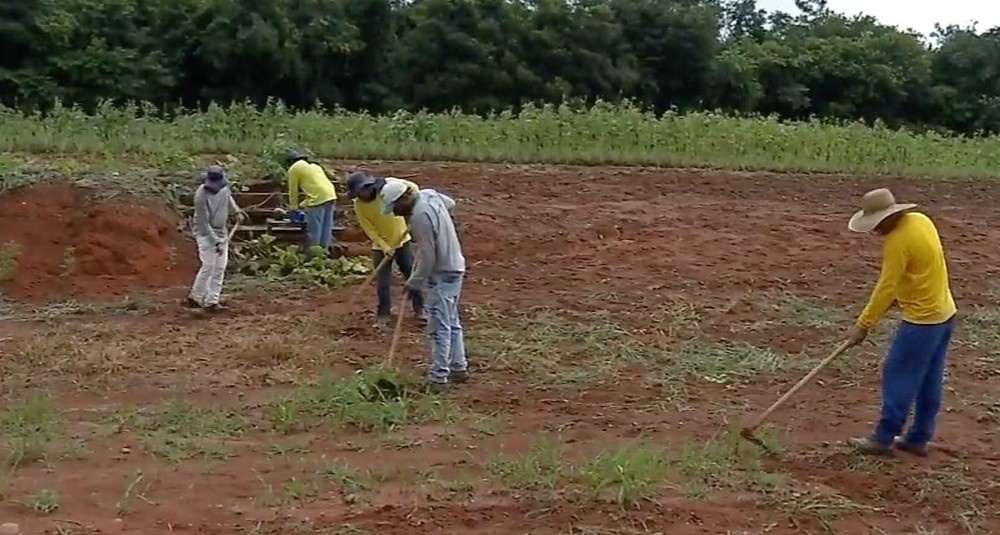 Presos cultivam e comercializam frutas e legumes no Ferrugem