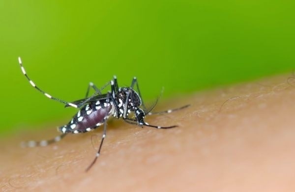 Criança morre de dengue hemorrágica em Sinop