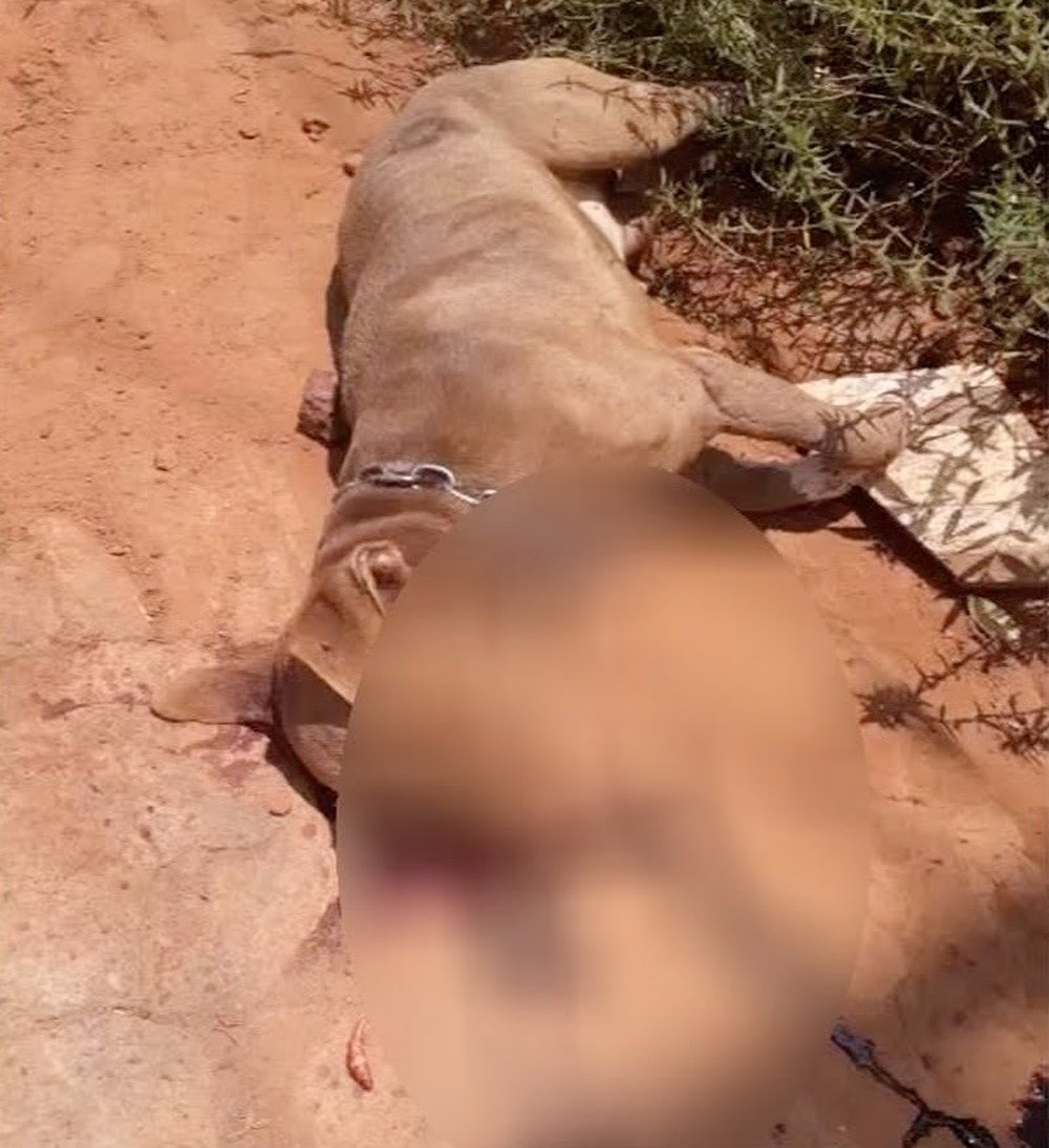 Cachorro é morto a pauladas após atacar idosa em Sinop