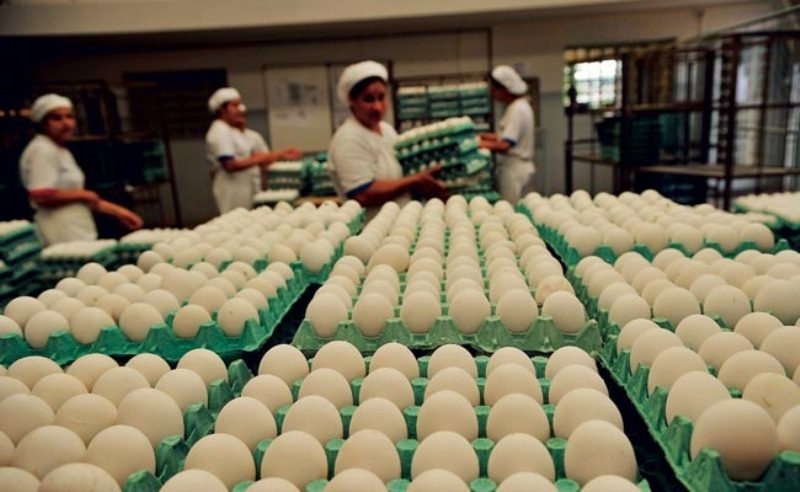 Projeto exige rastreabilidade para produção de ovos
