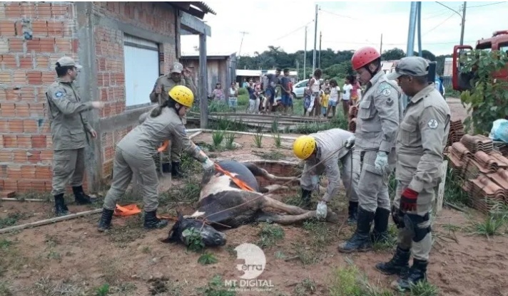 Égua é resgatada após cair em fossa