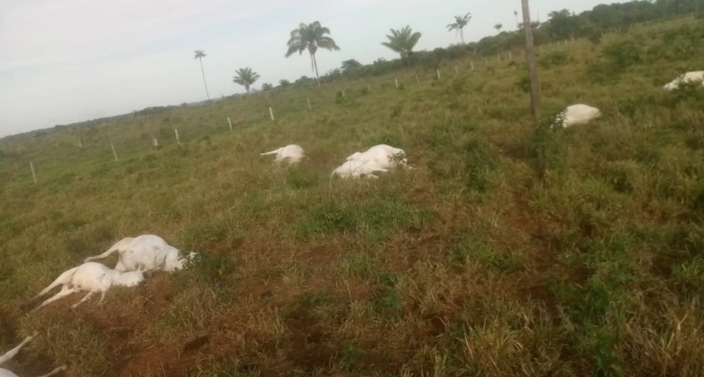 Raio mata oito vacas e bezerros em pasto em Sinop