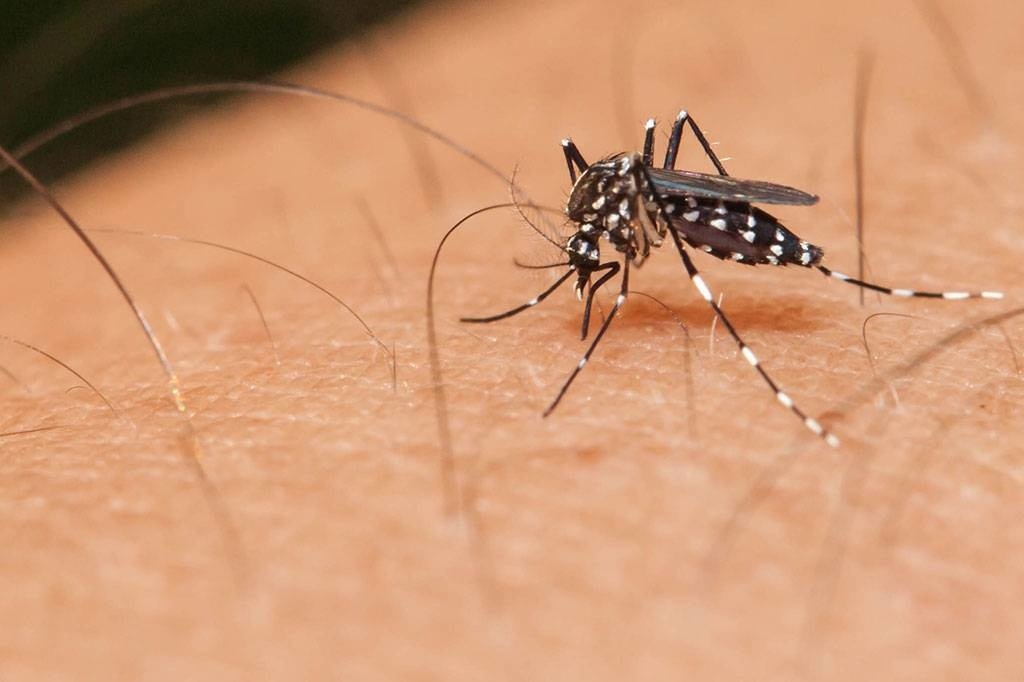 Em dois meses, três pessoas morreram com suspeita de dengue em Sinop