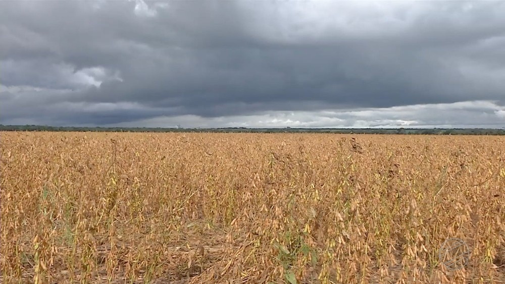 Excesso de chuva prejudica colheita de soja em MT, dizem agricultores
