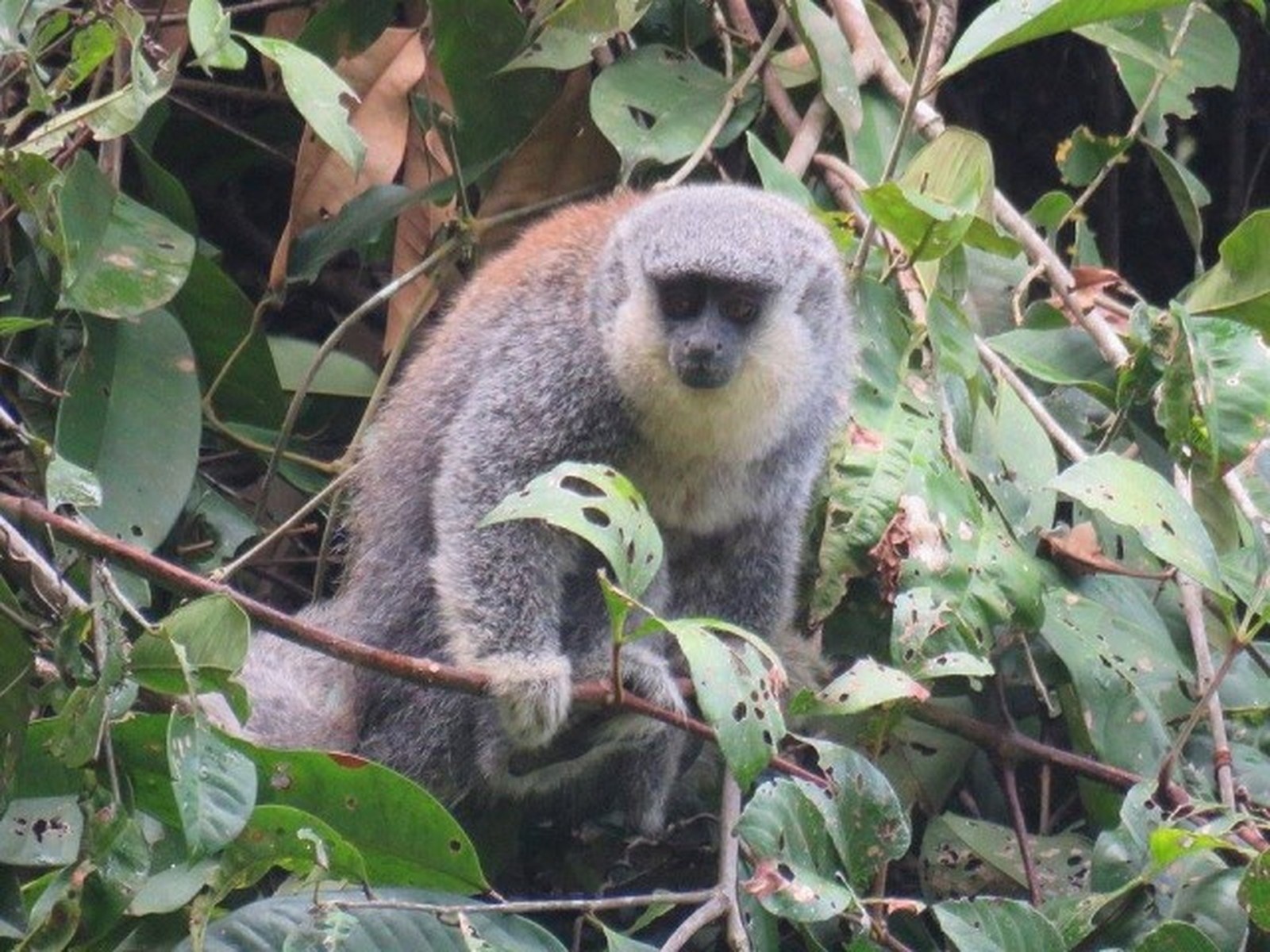 Nova espécie de macaco é descoberta por pesquisadores em MT