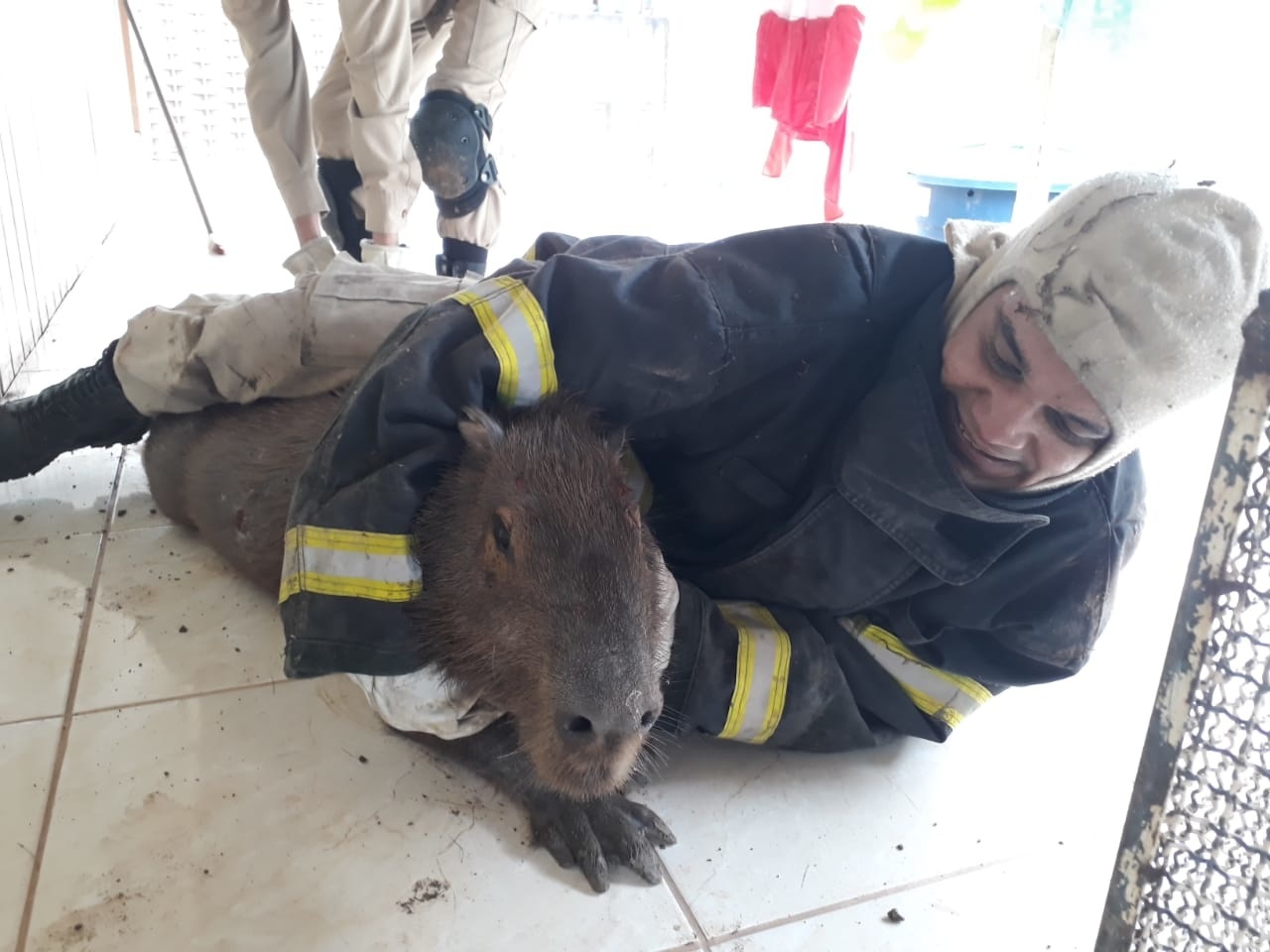 Capivara é resgatada de dentro de residência em Sinop