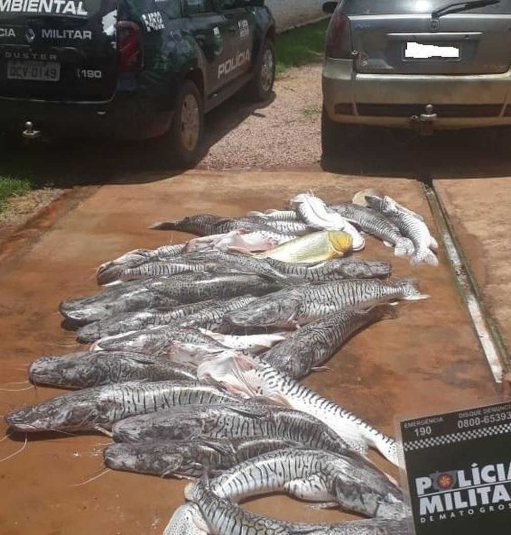 Homem é preso ao ser flagrado com 216 kg de peixe em Sinop
