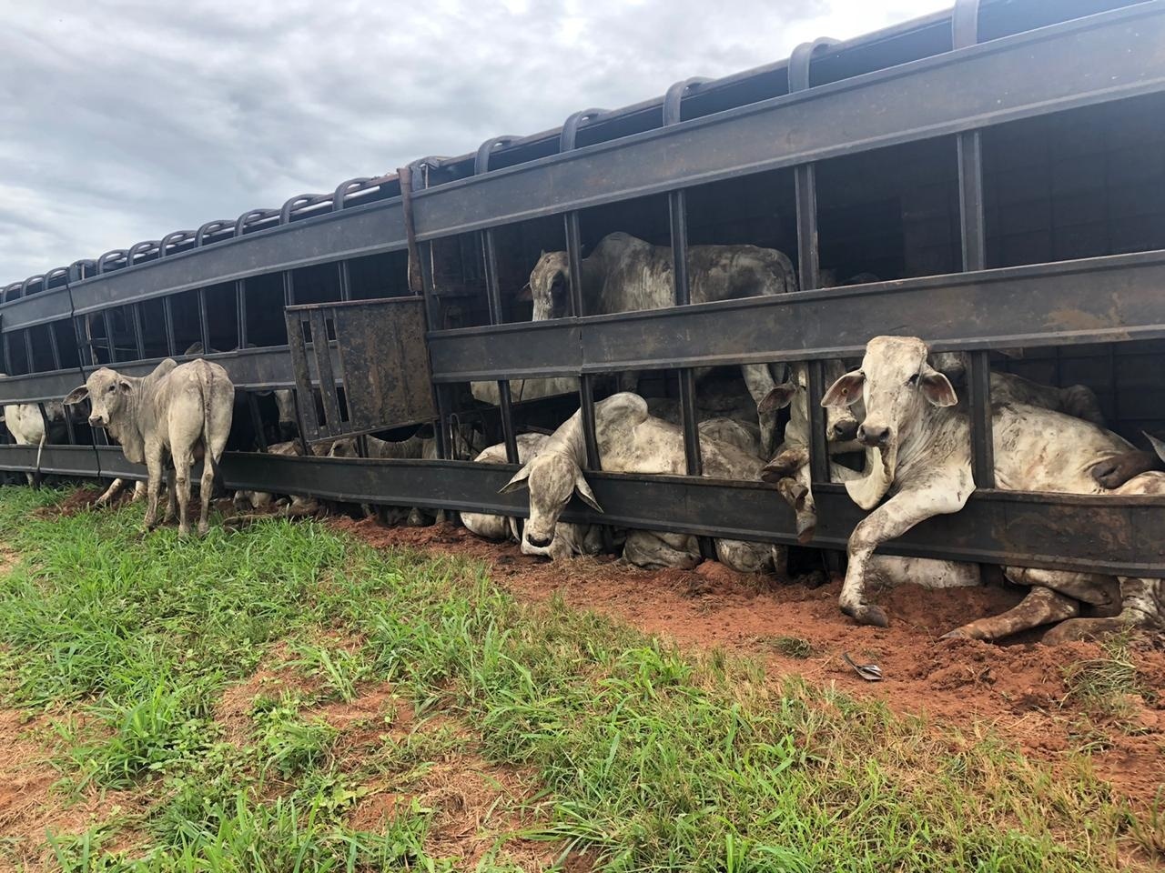 Carreta com bois vivos tomba em Sinop e causa preocupação