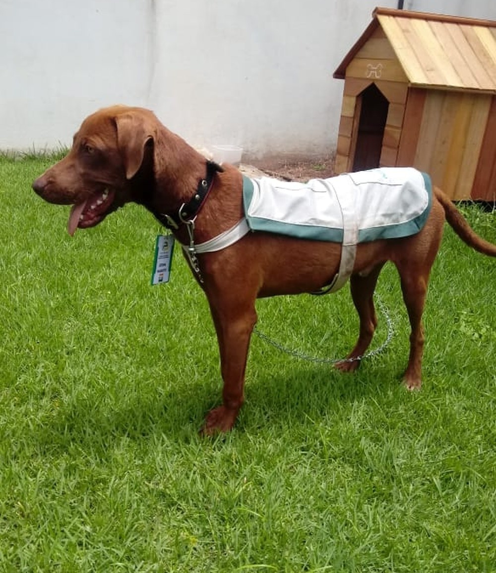 'Cão-frentista' é adotado por posto de combustível de Sinop